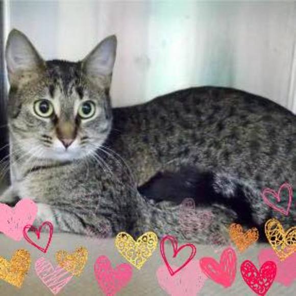 Meet your Posher, Laurie - Picture 1 of 1